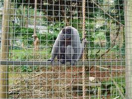One of the Woolly Monkeys at the Monkey Sanctuary
