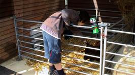 Zac gives a young calf some attention