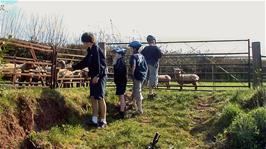 Lambs demand our attention at The Gables, Spaxton, 25.8 miles from Cheddar