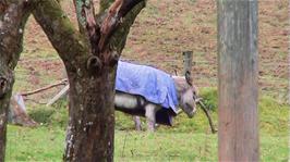 The friendly donkey, Ben, who welcomed us last night when we arrived at Quantock Hills Youth Hostel