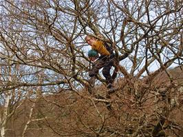 Josh retrieving the Aerobie from the tree, with the help of a football - new photo for 2025