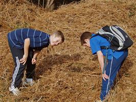 Jordan & Dennis find a nest of very large red ants