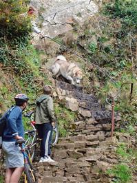 A friendly dog shows how to negotiate steps on the Fisherman's Path
