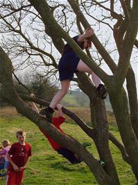 Ash in the tree at Deerleap View Point - new photo for 2025