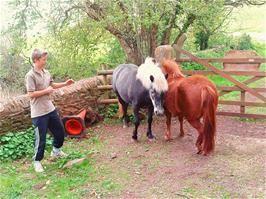 Jordan attempts a cautious approach to these two delightful horses at the bottom of the path - new photo for 2025