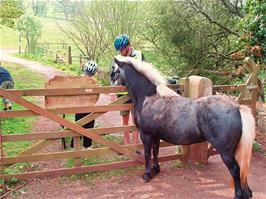 Friendly horses on the Ashprington bridleway - new photo for 2025