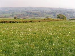 A tranquil meadow not far from Rattery - new photo for 2025
