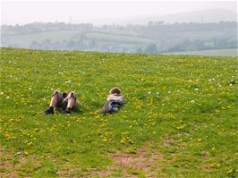 Relaxing in a tranquil meadow not far from Rattery