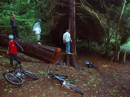 A repeat shot of the fallen tree from two weeks ago, now rather damp