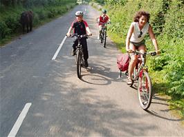 Cattle in the road on the approach to Leusdon - new photo for 2025