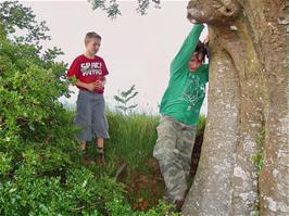 Tom and Zac try to climb the tree near Marley Head