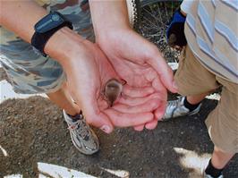 The lads find a shrew on the Camel Trail