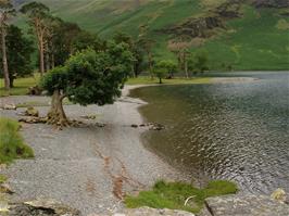 The famous Buttermere Pines, at the Honister Pass end of Buttermere Lake
