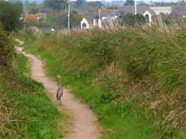 A heron provides a rare photo opportunity on the path by the Exeter Ship Canal