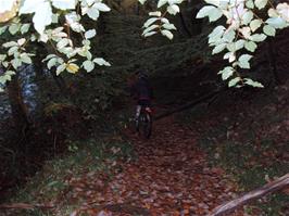Ash on the track from River Dart Country Park towards Hembury Woods - new photo for 2025