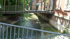 The entrance to Basel Youth Hostel crosses the St Alban-Teich canal, built in the high Middle Ages