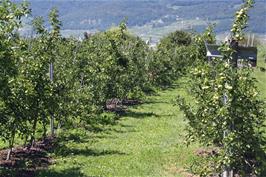 Fruit farming off Strandweg, Gerolfingen, 23.0 miles into the ride