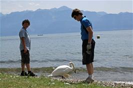 Lawrence, Ash and the swan, on the beach near Ouchy Quay