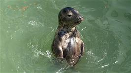 This cute seal is having a lot of fun in the second pool at Gweek