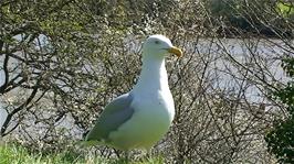 The very naughty seagull is ready to have another go at Michael's pasty!