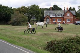 New Forest ponies at South Gorley, 7.4 miles into the ride