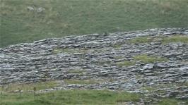 The limestone pavement behind and above Malham Cove, 1.5 miles into the ride