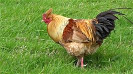 A handsome bird in the pasture at West Shawcote, 6.0 miles into the ride