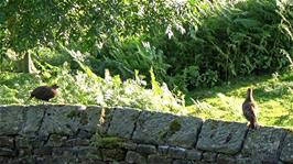 The two grouse that woke some of us, outside our room at Grinton Lodge Youth Hostel