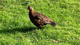 One of the grouse that woke some of us, outside our dorm at Grinton Lodge Youth Hostel