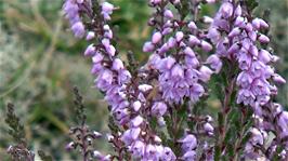 Heather on the North York Moors, 4.8 miles into the ride