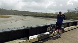 Tao on the bridge over the River Torridge near Bideford