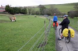 Friendly sheep at Stoney Littleton