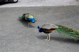 Peacocks at Badgers Holt