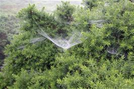 Cobwebs on the path to the Avon Dam