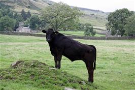 A Prize Bull at Wood End