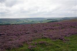 View towards Rosedale Abbey from Hartoft Moor