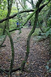 A fallen tree makes the going more difficult on the Avon Railway path