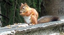 A red squirrel takes George's bait outside the Norwegian Road Museum