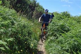 The final overgrown section of the Abbots Way on the approach to Cross Furzes