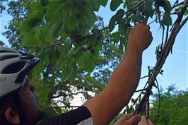 Gavin helps himself to some wild cherries near Barkingdon