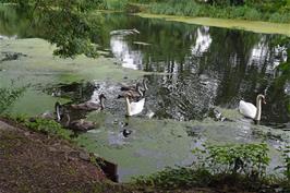 Swan and cygnets in the canal