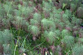 Wood Horsetail on the verge near Øyeflaten