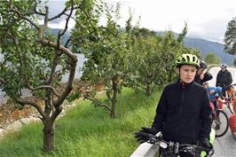 Plum trees by the fjord near Nornes