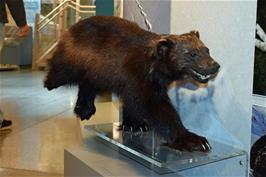 A wolverine in the glacier exhibition that Jude and Dillan decided was a "bear"