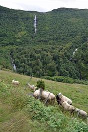 Some inquisitive sheep tried their best to get to us over the fence before wandering off, 603m