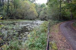 The pond at Newbridge Marsh