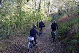 Starting down the track through Holne Woods