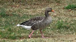 One of the geese at The Regent's Park