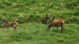 Red deer in the mountains