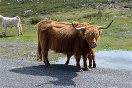 Highland cattle near Cuaig